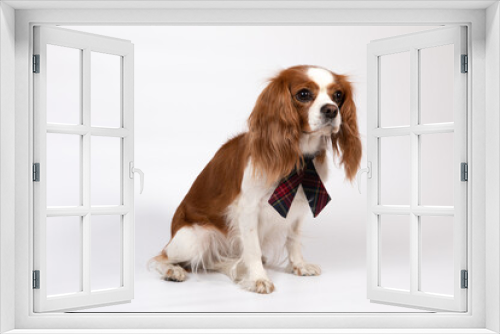 Fototapeta Naklejka Na Ścianę Okno 3D - Small spaniel dog with tie