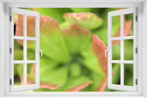 Fototapeta Naklejka Na Ścianę Okno 3D - Closeup green leaf succulent ,cactus desert plant in garden with blurred background ,macro image ,soft focus , nature leaves ,sweet color for card design