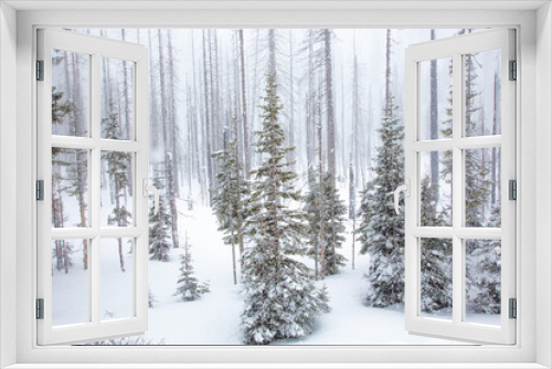Fototapeta Naklejka Na Ścianę Okno 3D - A snow storm, snow flackes in the air, surround dead trees from a recent forest fire in a winter snow scene