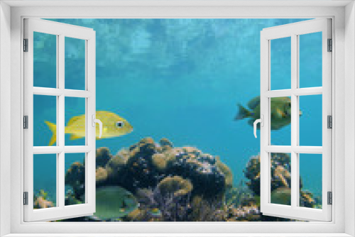 Fototapeta Naklejka Na Ścianę Okno 3D - Below the mirror surface of the caribbean sea lies a coral reef with tropical fish, Mayan Riviera, Mexico