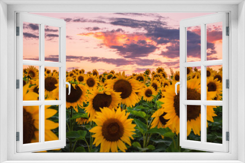 Fototapeta Naklejka Na Ścianę Okno 3D - Sunflowers' field under sunset 