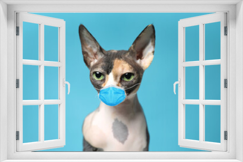 Fototapeta Naklejka Na Ścianę Okno 3D - Cute sphynx cat in medical mask on blue background. Virus protection for animal