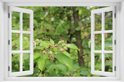 Fototapeta Naklejka Na Ścianę Okno 3D - Small green unripe ornamental apples on branch in the orchard 