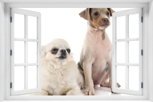 Fototapeta Naklejka Na Ścianę Okno 3D - puppy brazilian terrier and chihuahua