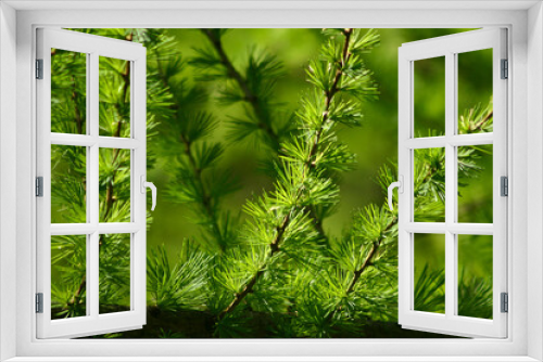 Fototapeta Naklejka Na Ścianę Okno 3D - Leaves on tree in spring in denmark
