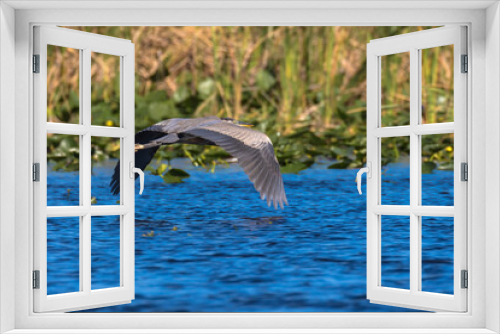 Fototapeta Naklejka Na Ścianę Okno 3D - Heron flying over the Everglades National Park, Florida, USA