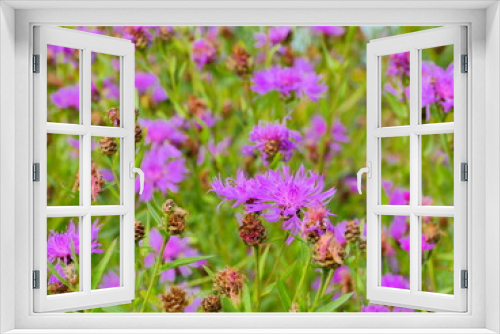 Fototapeta Naklejka Na Ścianę Okno 3D - bright blooming flowers cornflowers on a green meadow