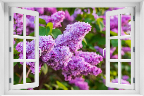 Fototapeta Naklejka Na Ścianę Okno 3D - Blossoming lilac bush, in spring garden, selected focus