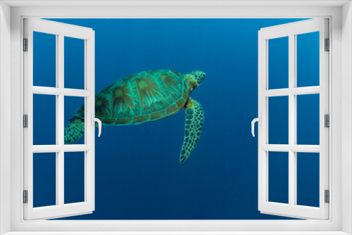 Fototapeta Naklejka Na Ścianę Okno 3D - Turtle swimming in blue water of ocean. Philippines.