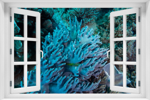 Fototapeta Naklejka Na Ścianę Okno 3D - Colorful coral reef, underwater photo, Philippines.