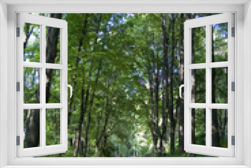 Fototapeta Naklejka Na Ścianę Okno 3D - forest 