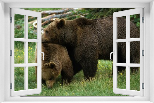 Fototapeta Naklejka Na Ścianę Okno 3D - BROWN BEAR ursus arctos, FEMALE WITH MALE