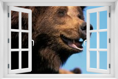 Fototapeta Naklejka Na Ścianę Okno 3D - BROWN BEAR ursus arctos, PORTRAIT OF ADULT
