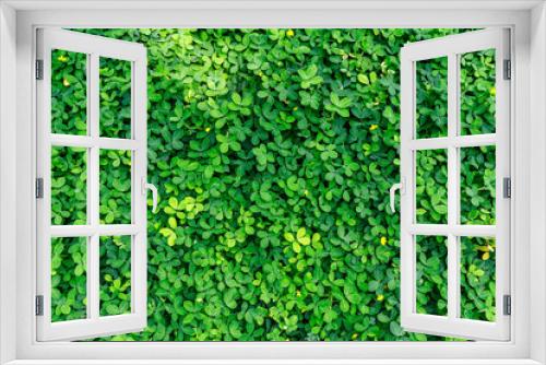 Fototapeta Naklejka Na Ścianę Okno 3D - Green leaf in dark green on texture, abstract pattern nature background
