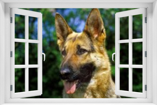 Fototapeta Naklejka Na Ścianę Okno 3D - German Shepherd Dog, Portrait of Adult
