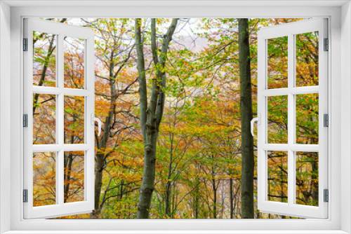 Fototapeta Naklejka Na Ścianę Okno 3D - Beautiful autumn scenery and colorful foliage in the forest, in the Alps