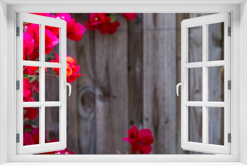 Fototapeta Naklejka Na Ścianę Okno 3D - The red bougainvillea in foreground with a wooden fence as blurred background.