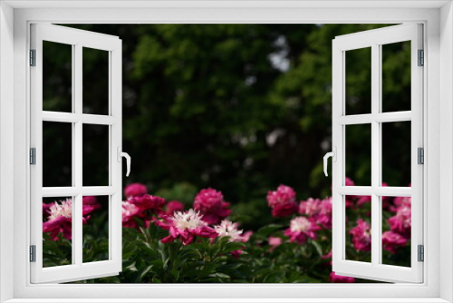 Fototapeta Naklejka Na Ścianę Okno 3D - Double-petal, Light Pink Flower of Peony in Full Bloom

