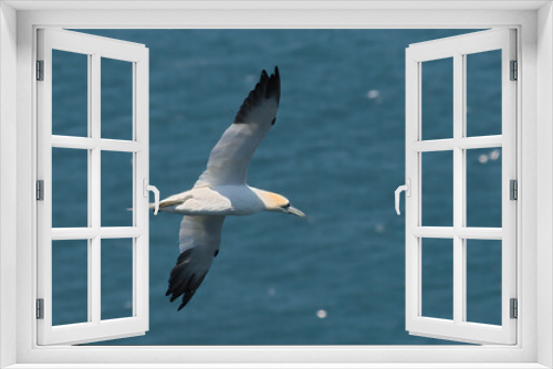 Fototapeta Naklejka Na Ścianę Okno 3D - Flying gannet over the sea
