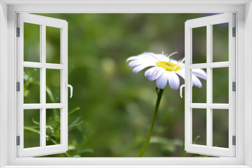 Fototapeta Naklejka Na Ścianę Okno 3D - daisy flower