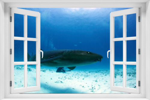 Fototapeta Naklejka Na Ścianę Okno 3D - Nurse Shark (Ginglymostoma cirratum) Swimming by Closely. Bimini, Bahamas