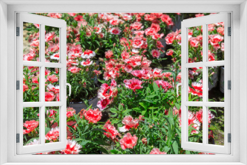 Fototapeta Naklejka Na Ścianę Okno 3D - Flowered pink and red carnations