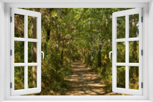 Fototapeta Naklejka Na Ścianę Okno 3D - krajobraz las drzewa liście droga lato natura