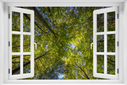 Fototapeta Naklejka Na Ścianę Okno 3D - regard vers les haut en forêt