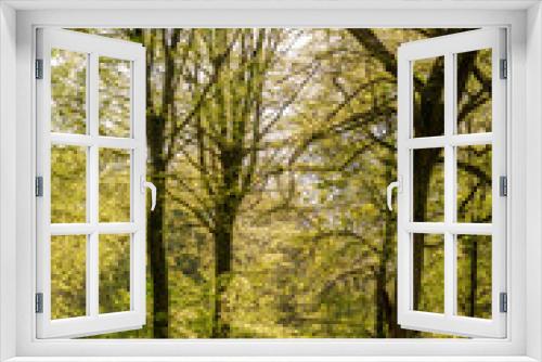 Fototapeta Naklejka Na Ścianę Okno 3D - La forêt de Crécy