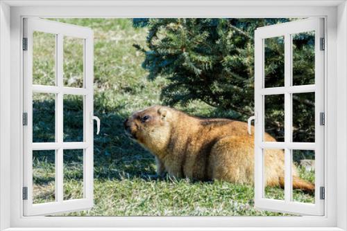 Fototapeta Naklejka Na Ścianę Okno 3D - Bobak Marmot (Marmota bobak)