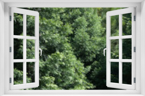 Fototapeta Naklejka Na Ścianę Okno 3D - Bosque