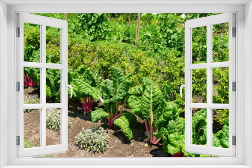 Fototapeta Naklejka Na Ścianę Okno 3D - A row of vegetable garden under the sun