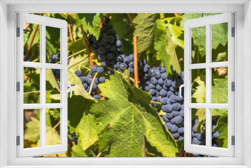 Fototapeta Naklejka Na Ścianę Okno 3D - harvest of green and blue grapes. fields vineyards ripen grapes for wine