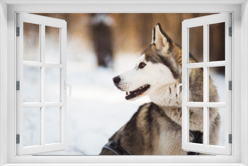 Fototapeta Naklejka Na Ścianę Okno 3D - siberian husky dog portrait in a forest in snow in the winter