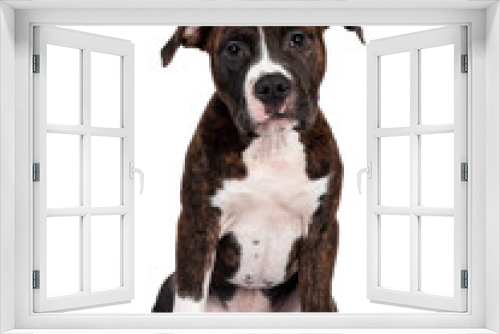 Fototapeta Naklejka Na Ścianę Okno 3D - Young brindle with white American Staffordshire Terrier dog, sitting facing front, looking at camera with dark eyes and innocent face. Isolated on white background.