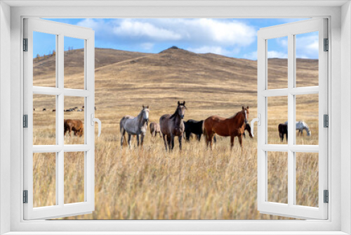 Fototapeta Naklejka Na Ścianę Okno 3D - Wild horses on the prairie grazing at dried steppe in Central Asia