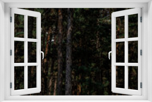 Fototapeta Naklejka Na Ścianę Okno 3D - Landscape with the image of summer forest. Great forest of pine trees.