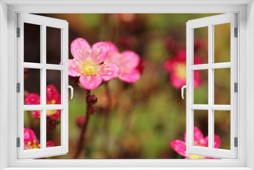 Fototapeta Naklejka Na Ścianę Okno 3D - Blooming dark pink Saxifraga x arendsii