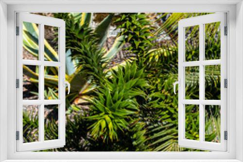 Fototapeta Naklejka Na Ścianę Okno 3D - green palm tree