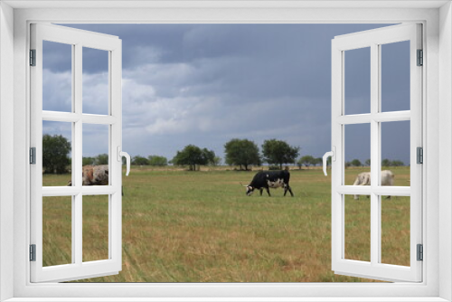 Fototapeta Naklejka Na Ścianę Okno 3D - Landscape photo of cattle in the pasture on a texas ranch