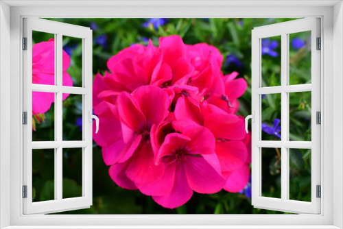 Fototapeta Naklejka Na Ścianę Okno 3D - Flowers of bright pink pelargonium in a flower bed. Close-up.