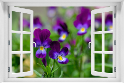 Fototapeta Naklejka Na Ścianę Okno 3D - Purple violet flowers