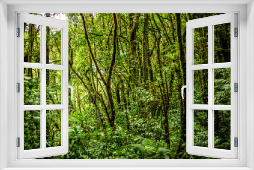 Fototapeta Naklejka Na Ścianę Okno 3D - tropical forest on the ascent to Cerro Chato volcano