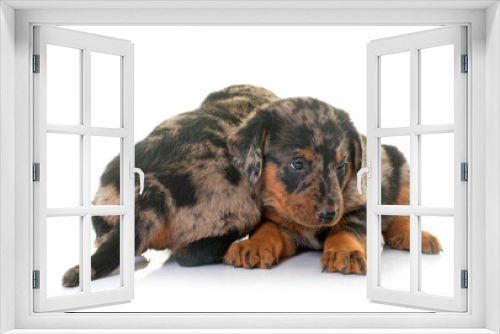 Fototapeta Naklejka Na Ścianę Okno 3D - beauceron puppies in studio