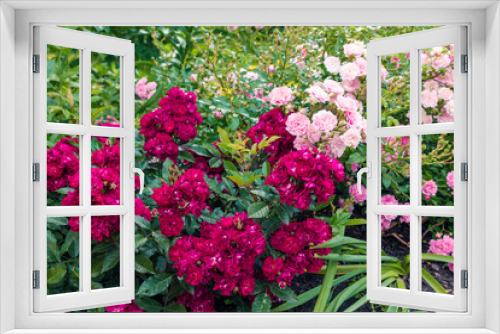 Fototapeta Naklejka Na Ścianę Okno 3D - Beautiful red and pink bush roses in a summer garden.