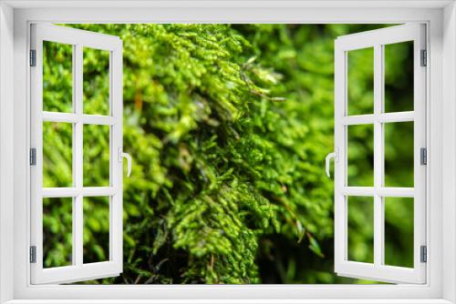 Fototapeta Naklejka Na Ścianę Okno 3D - Green background with tree climacium moss in soft focus at high magnification. Highly visible sprouts of moss, sporangium and sporophyte. Beauty of nature and the environment.