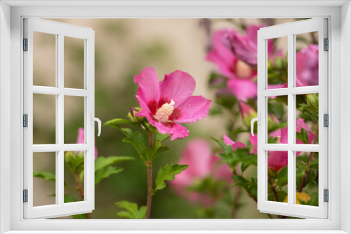 Fototapeta Naklejka Na Ścianę Okno 3D - Spätsommerblüher Hibiskus in pink / Hibiscus syriacus / Garteneibisch Woodbridge
