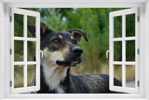 Fototapeta Naklejka Na Ścianę Okno 3D - A dog is the oldest and one of the most popular pets.