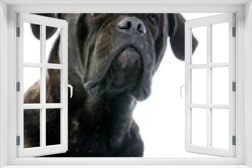 Fototapeta Naklejka Na Ścianę Okno 3D - Cane Corso, Dog Breed from Italy, Portrait of Adult against White Background