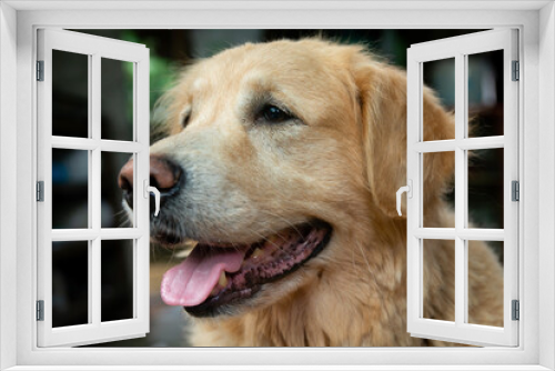 Fototapeta Naklejka Na Ścianę Okno 3D - Closeup portrait of Golden retriever dog